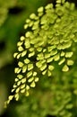 The beautiful foliage of Adiantum capillus-veneris