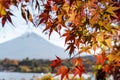 Beautiful foliage of autumn maple leaves