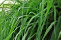 The beautiful foliage of Cymbopogon nardus