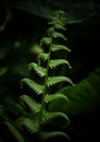 Beautiful foliage, green leaf, foliage of farn Royalty Free Stock Photo