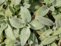 Beautiful foliage of Lamb`s Ear Stachys byzantina Silver Carpet plant Royalty Free Stock Photo