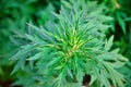 Beautiful foliage of Artemisia vulgaris in the yard