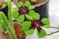 The beautiful foliage of Oxalis tetraphylla `Iron Cross`