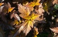 The beautiful foliage Physocarpus opulifolius. selective focus