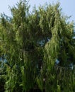 Beautiful foliage of Weeping Nootka Cypress Cupressus nootkatensis Pendula. Evergreen conifer tree