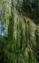 Beautiful foliage of Weeping Nootka Cypress Cupressus nootkatensis Pendula.  Evergreen conifer tree Royalty Free Stock Photo