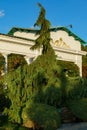 Beautiful foliage of Weeping Nootka Cypress (Cupressus nootkatensis Pendula). Evergreen conifer tree