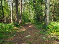 A beautiful footpath on the Baldy Mountain Hiking Trail in Duck Mountain Provincial Park, Manitoba, Canada