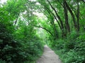 Beautiful footpath through a dense green forest in summer