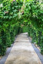 Beautiful footpath in the garden.