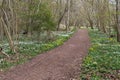 Beautiful footpath with spring flowers