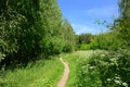 Beautiful footpath in the summer forest.