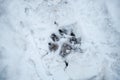 Beautiful footprint dog in the snow. Animal footprint in the forest. Royalty Free Stock Photo