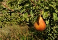 A beautiful Forelle pear still on the tree Royalty Free Stock Photo