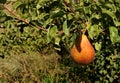 A beautiful Forelle pear still on the tree