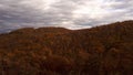 Yellow forest in autnum Royalty Free Stock Photo