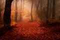 Beautiful forest during autumn