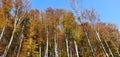 Bavarian Forest in autumn with Birch-Trees