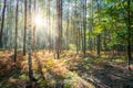 Beautiful forest in autumn with bright sun shining through the trees. Royalty Free Stock Photo