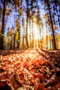 Forest landscape in autumn: Colorful leaves and positive atmosphere Royalty Free Stock Photo