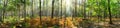 Panorama of beautiful forest in autumn with bright sun shining through the trees - wide panoramic view. Royalty Free Stock Photo