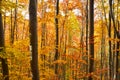 Beautiful Forest in Autumn, in Romania