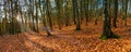 Beautiful forest  autumn woods Royalty Free Stock Photo