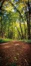 Beautiful forest biking and hiking trail Royalty Free Stock Photo