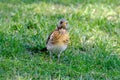 beautiful forest bird, thrush, Turdus pilaris jumps on spring green grass, looking for material to build nest, concept of nesting