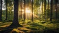 Beautiful forest with bright sun shining through the trees. Scenic forest of trees framed by leaves, with the sunrise casting its Royalty Free Stock Photo