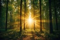 Beautiful forest with bright sun shining through the trees. Scenic forest of trees framed by leaves, with the sunrise casting its Royalty Free Stock Photo