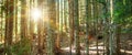 Beautiful forest with bright sun shining through the trees Royalty Free Stock Photo