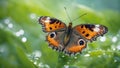 beautiful forest butterfly on a green background in water drops Royalty Free Stock Photo