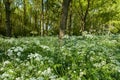Beautiful forest covered with tall grasses with white flowers Royalty Free Stock Photo