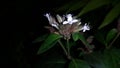Beautiful forest flower plant background. Night shot