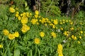 Beautiful forest flowers in the Siberian taiga. Khakassia.