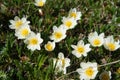 Beautiful forest flowers in the Siberian taiga. Khakassia.