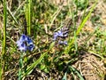 Beautiful forest flowers unleash their charm on a warm spring day.