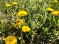 Beautiful forest flowers unleash their charm on a warm spring day.