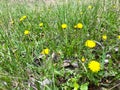 Beautiful forest flowers unleash their charm on a warm spring day.