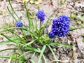 Beautiful forest flowers unleash their charm on a warm spring day.