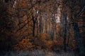 Beautiful forest on a foggy autumn day. Fairy, autumnal mysterious forest trees with yellow leaves. Panoramic wide shot. Royalty Free Stock Photo