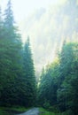 Beautiful forest foggy road in the morning, fir tree forest with a misty path, scenic mysterious nature