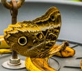 Beautiful forest giant owl butterfly sitting on a banana, colorful tropical insect from America, popular pet in entomoculture