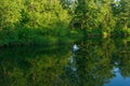 Beautiful forest lake with sedge on a summer evening Royalty Free Stock Photo
