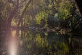 Beautiful forest lake surrounded by trees with green leaves on a sunny summer day. The sun shines through the trees, reflecting in Royalty Free Stock Photo