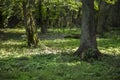 Beautiful forest landscape in the Bialowieza Forest