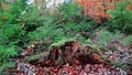 Beautiful forest. Beautiful landscape. forest nature. Autumn nature in the morning. Forest walks Royalty Free Stock Photo