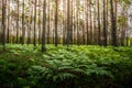ferns growing in forest Royalty Free Stock Photo