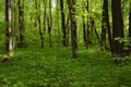 Beautiful forest landscape in spring. Fresh green grass and foliage of trees Royalty Free Stock Photo